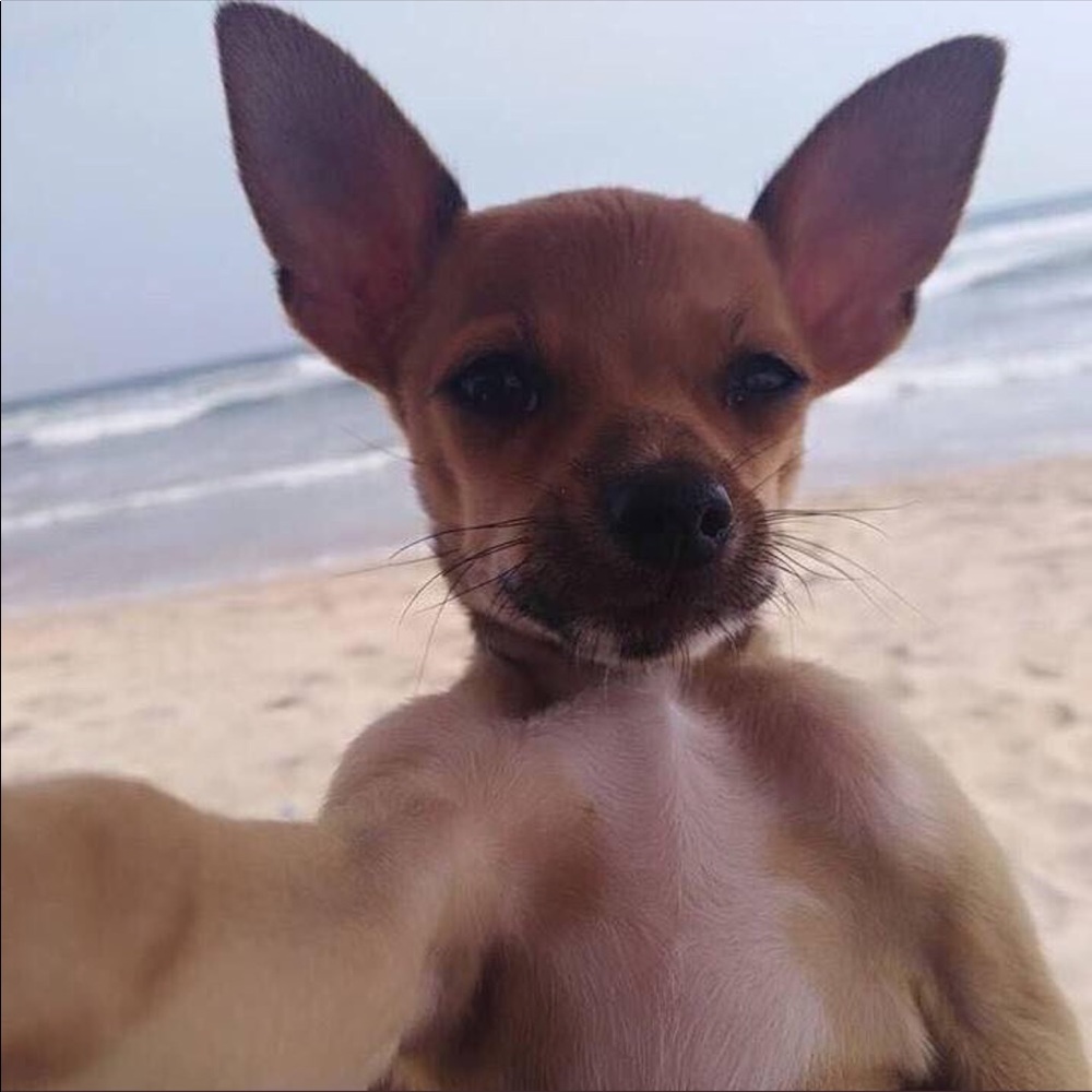 Meet your Posher, Santiago